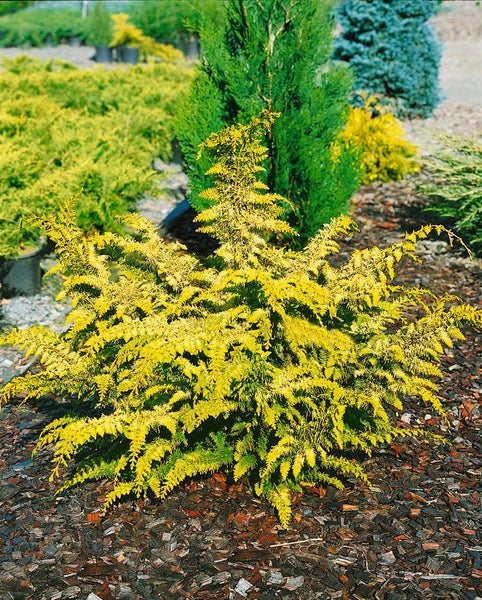 Chamaecyparis obtusa 'Gitte', Hinoki-Scheinzypresse, gelbgrün, 15–20 cm
