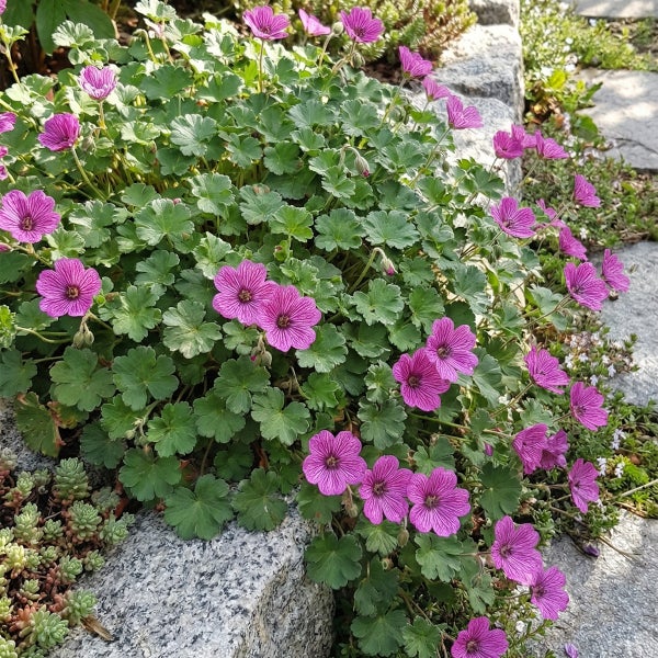 Bodendecker-Storchschnabel mit rosa Blüten und grünen Blättern in einem Steingarten.
