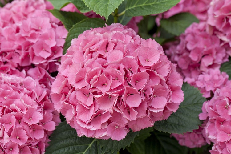 Hydrangea mac. 'Schöne Bautznerin', Hortensie, rosa, 30–40 cm