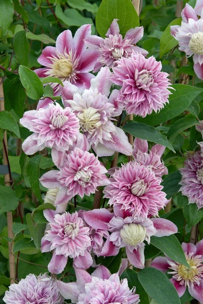 Nahaufnahme einer Clematis mit rosa Blüten und grünen Blättern.