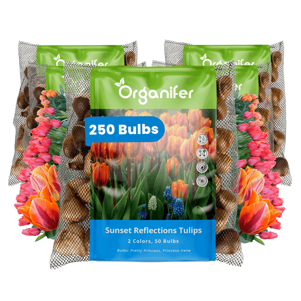Organifer Blumenzwiebeln Set Sunset Reflections Tulpen 250 Stück bestehend aus 5 Packungen mit je 50 Tulpenzwiebeln Sorten Pretty Princess Irene
