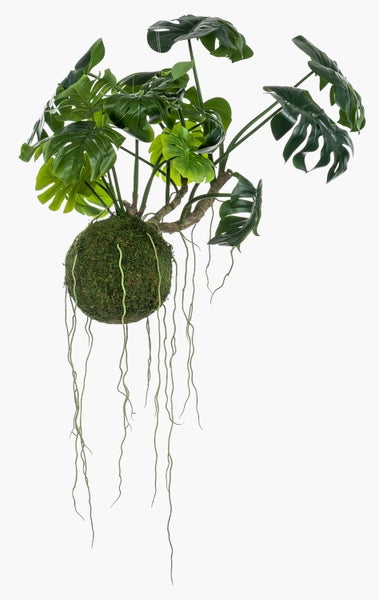 Künstliche Monstera in einem Kokedama Moosball mit hängenden Luftwurzeln.