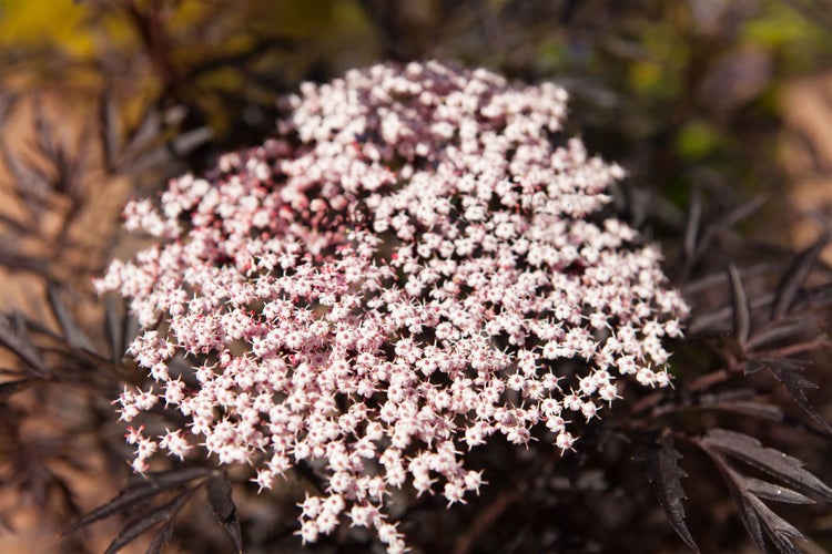 Sambucus nigra 'Black Lace', Schwarzer Holunder, dunkelrot, 100–125 cm