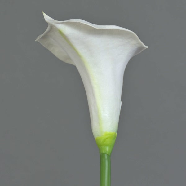 Weiße Calla Zantedeschia mit gelbem Blütenkolben und langem grünen Stiel.