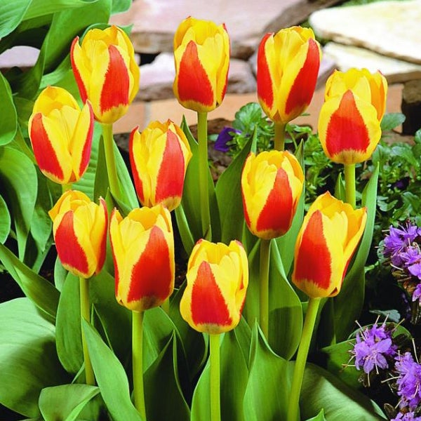 Gruppe von Tulpen im Gartenbeet