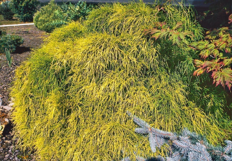 Chamaecyparis pisifera 'Filifera Aurea Nana', gelbgrün, 20–30 cm