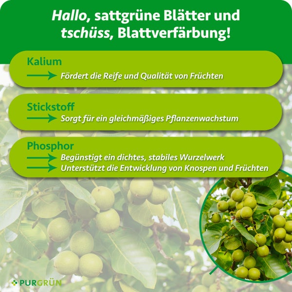 Infografik mit Nährstoffinformationen Kalium Stickstoff und Phosphor für gesundes Pflanzenwachstum von Purgrün.