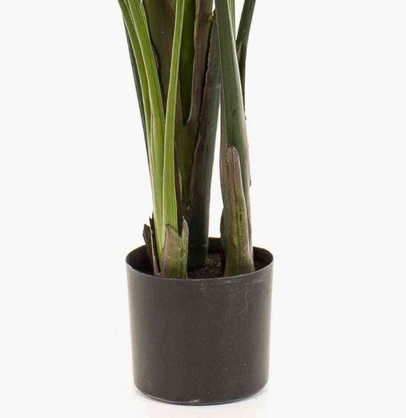 Nahaufnahme einer hellgrünen Calla-Blüte mit elegant geschwungenem Blütenblatt.
