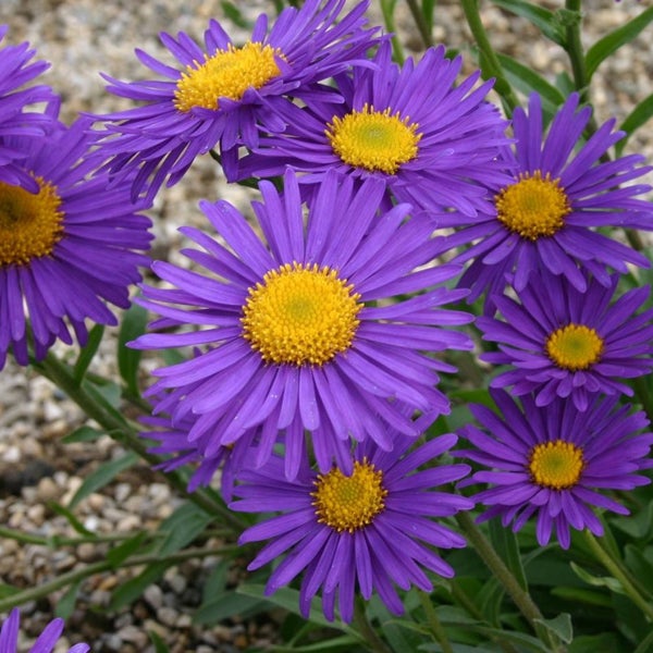 Violette Glattblatt-Astern mit gelben Blütenkörben