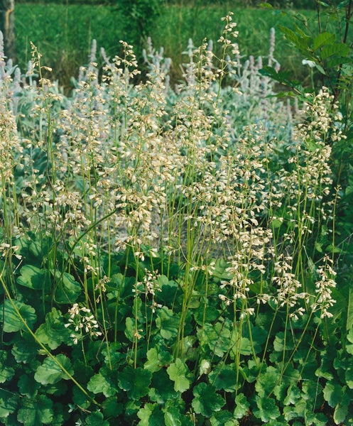 Heuchera sanguinea 'White Cloud', Purpurglöckchen, weiß, ca. 9x9 cm Topf