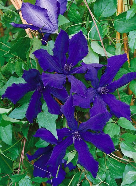 Clematis Hybride 'Honora', Waldrebe, violett, 40–60 cm