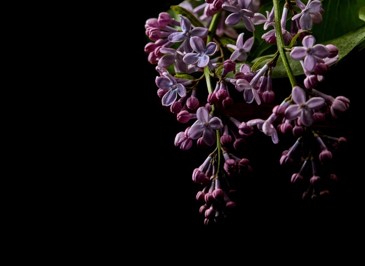 Nahaufnahme von Fliederblüten und Knospen mit grünen Blättern.