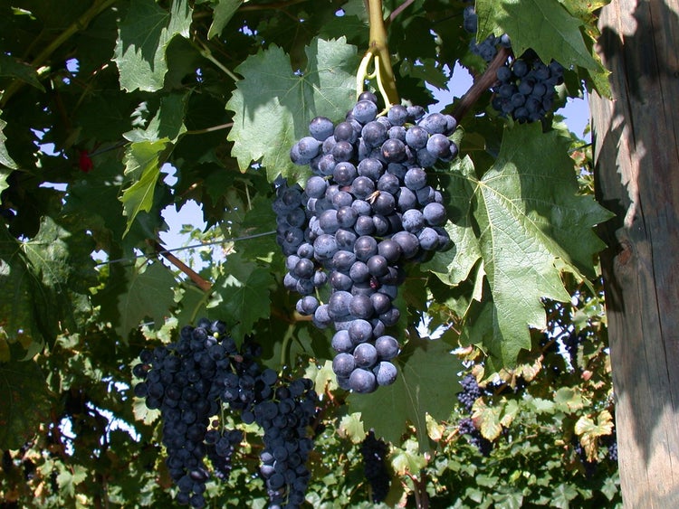 Vitis vinifera 'Regent', Weinrebe, 80–100 cm