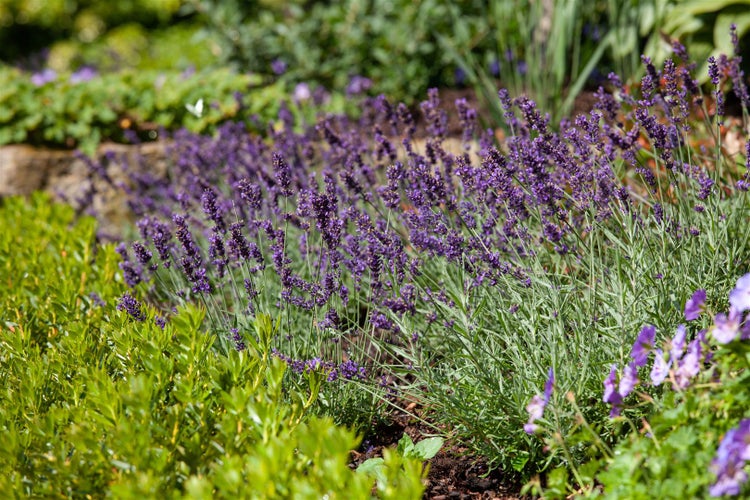 Lavandula angustifolia 'Siesta', Lavendel, violett, ca. 9x9 cm Topf