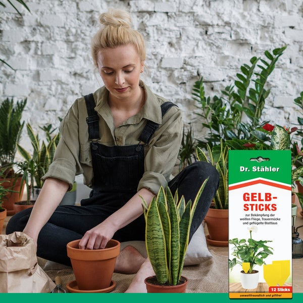 Effektive Gelbsticks zur Insektenbekämpfung – Gelbe Klebefallen gegen fliegende Schädlinge – Giftfrei & geruchslos – Für Blumentöpfe, Fensterbank, Balkon & Gewächshaus