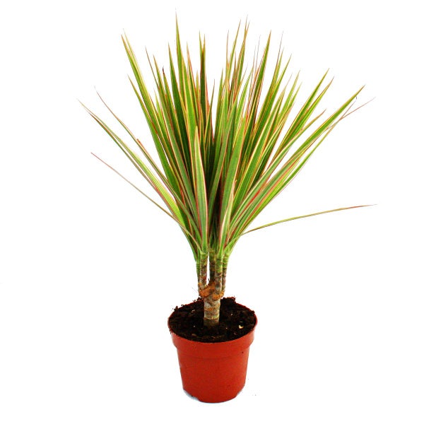 Exotenherz Drachenbaum Dracaena marginata Bicolor zweifarbig  1 Pflanze pflegeleichte Zimmerpflanze luftreinigend- 12cm Topf