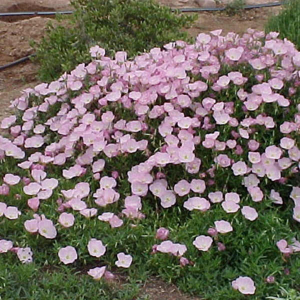 Nahaufnahme einer Gruppe rosa Nachtkerzen im Garten.