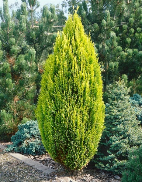 Chamaecyparis lawsoniana 'Romana', Scheinzypresse, 150–175 cm