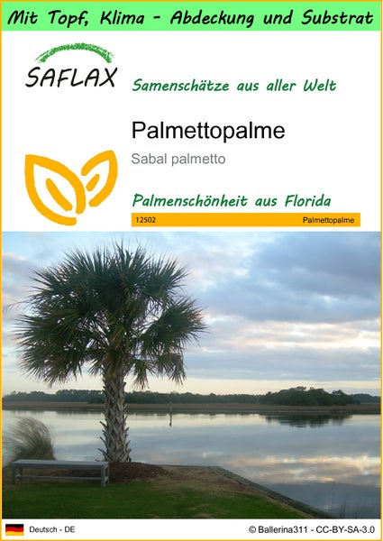 SAFLAX Garden to go - Palmettopalme - Sabal palmetto - 8 Samen - Mit Topf, Klima - Deckel und Anzuchtsubstrat