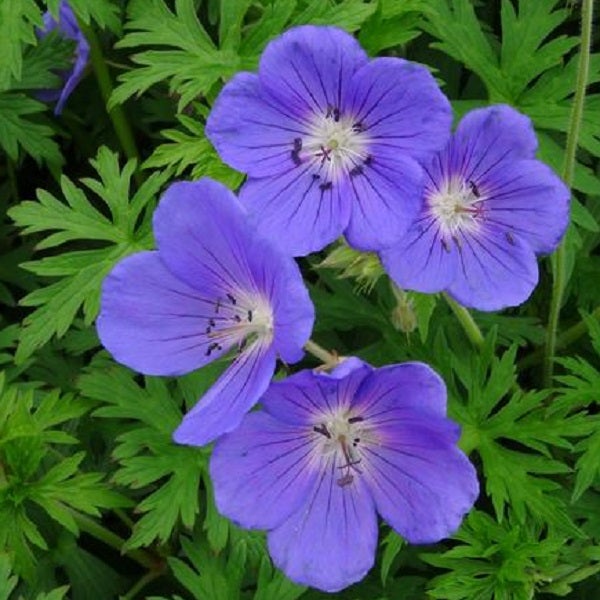 Nahaufnahme von blauen Storchschnabelblüten mit grünen Blättern