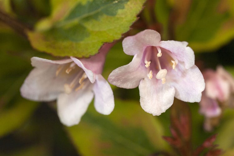 Weigela florida 'Magical Rainbow', Weigelie, buntes Laub, 30–40 cm