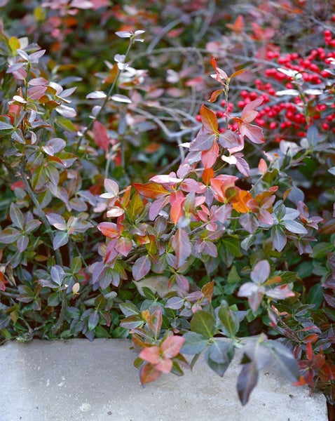 Euonymus fortunei 'Coloratus', Kriechspindel, ca. 9x9 cm Topf