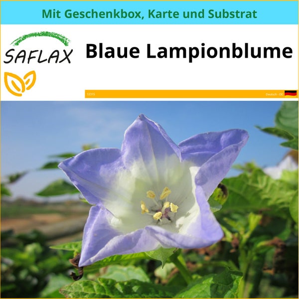 SAFLAX Geschenk Set - Blaue Lampionblume - Nicandra Physaloides - 100 Samen - Mit Geschenkbox, Versandaufkleber, Geschenkkarte und Anzuchtsubstrat