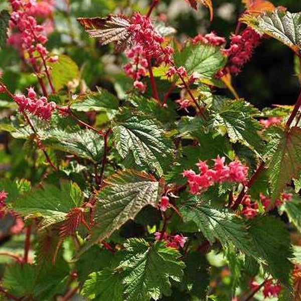 Blutblättrige Elfenblume mit Blättern und Blüten