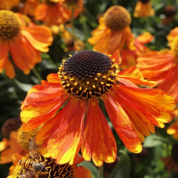 Nahaufnahme einer Sonnenbrautblume im Garten