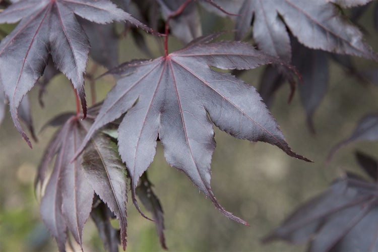 Acer palmatum 'Fireglow', Japanischer Ahorn, rot, 60–80 cm