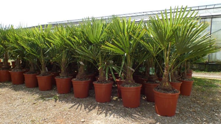 Palme XL 120-150 cm Trachycarpus fortunei, Hanfpalme, winterhart bis -18°C