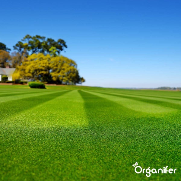 Gepflegter Rasen im Garten unter blauem Himmel