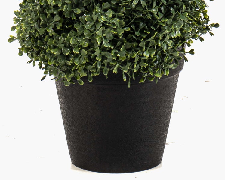 Königsbegonie Begonia rex mit silbrig-grün gemusterten Blättern und dunklen Blattadern.
