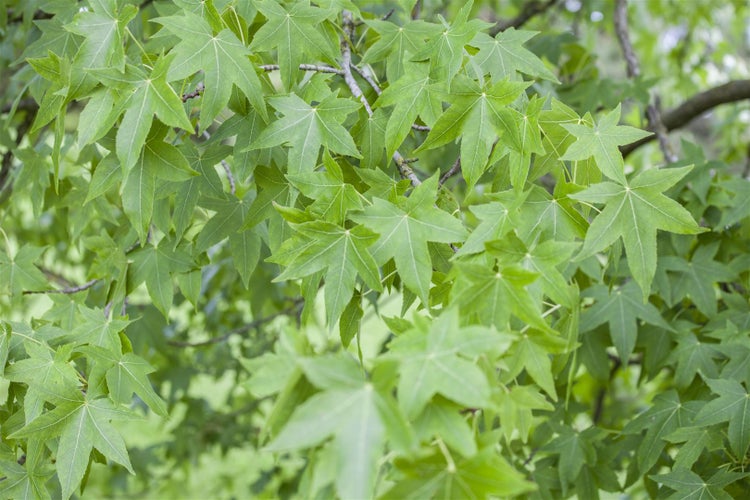 Liquidambar styraciflua, Amberbaum, 150–175 cm