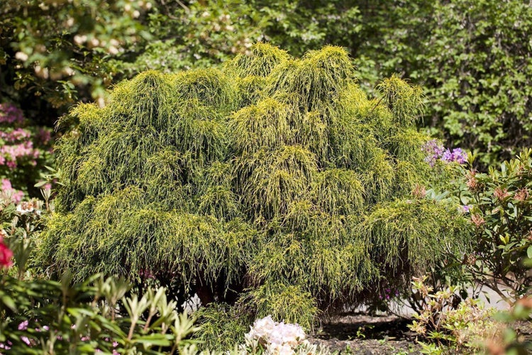 Gelbe Fadenzypresse Chamaecyparis pisifera Filifera Aurea im Garten mit herabhängenden, fadenförmigen Zweigen.