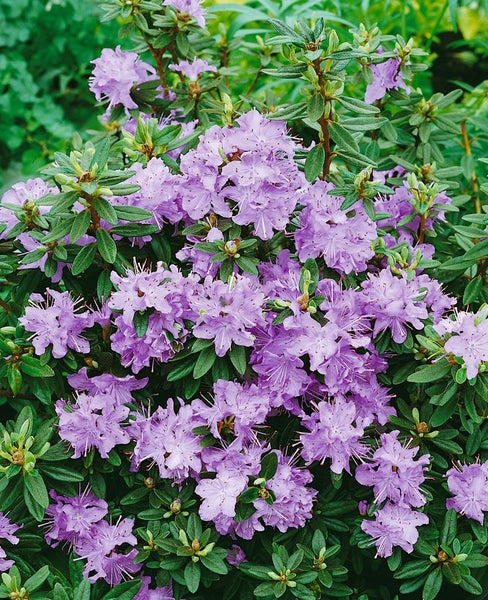 Rhododendron impeditum 'Blumiria', Zwerg-Rhododendron, lila, ca. 11x11 cm Topf