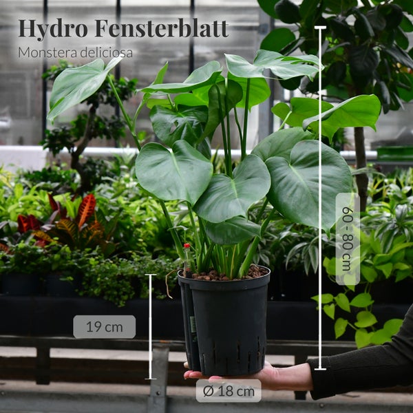 Hydro Fensterblatt Monstera deliciosa in einem schwarzen Topf, mit Größenangaben