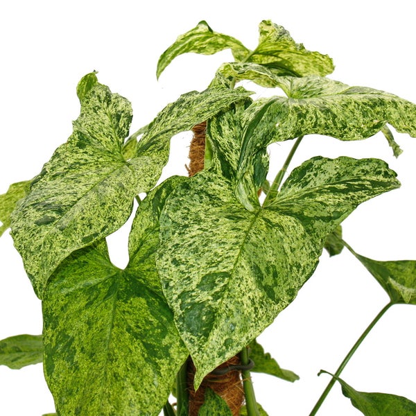 Kunststoffbehälter mit Deckel