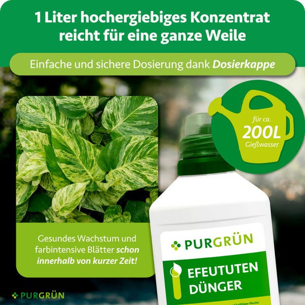Purgrün Efeututen Dünger Konzentrat in der 1 Liter Flasche mit Dosierkappe, reicht für circa 200 Liter Gießwasser, für gesundes Wachstum.