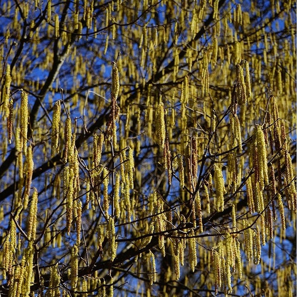 Nahaufnahme von Haselstrauch-Kätzchen im Frühling