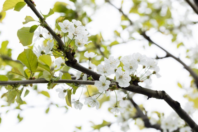 Blühender Kirschbaumzweig mit weißen Blüten und grünen Blättern.