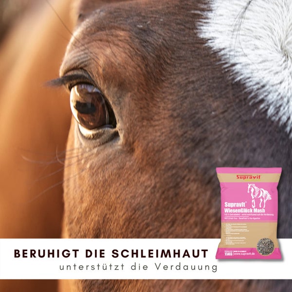 Nahaufnahme eines Pferdes mit Futtersack Supravit WiesenGlück Mash