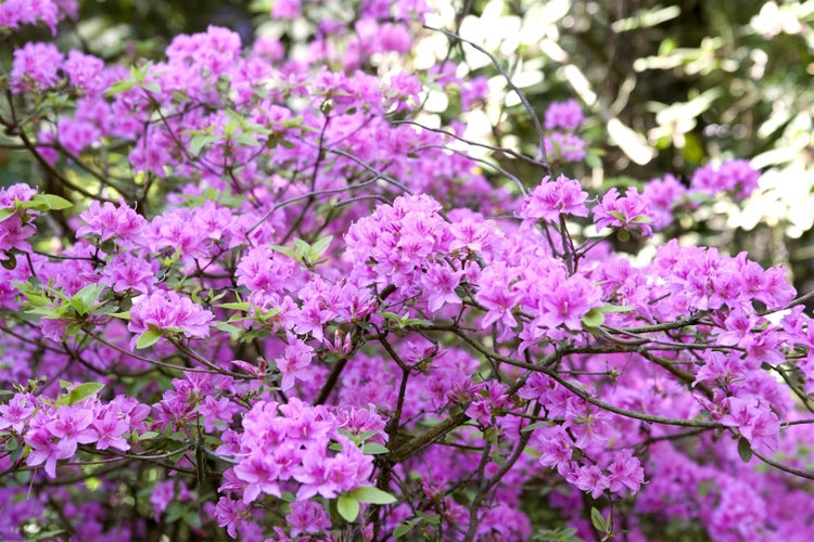 Rhododendron 'Praecox', frühblühend, lila, 20–25 cm