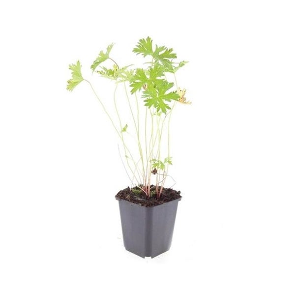Bodendecker - Storchschnabel - Geranium pratense 'Johnson's Blue' - 9cm Topf - Set mit 6 Pflanzen