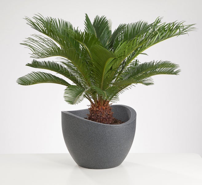 Cycas revoluta Palmfarn in einem modernen, runden Pflanztopf.