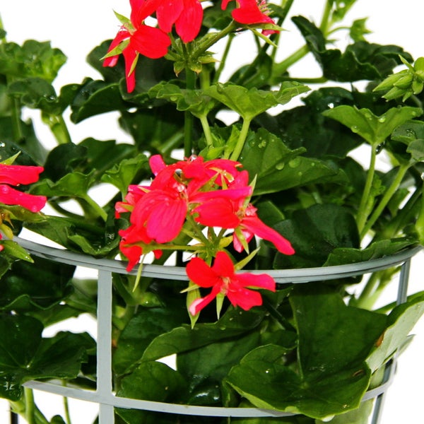 Französische Geranien hängend Pelargonium peltatum Ville de Paris 12cm Topf Set mit 3 Pflanzen Rot