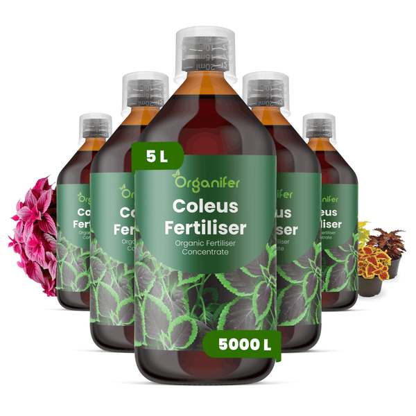 Organifer Coleus Dünger, organisches Düngerkonzentrat für Buntnesseln, 5 Liter, ausreichend für bis zu 5000 Liter.