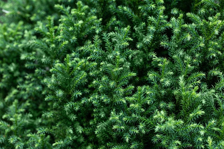 Cryptomeria japonica 'Vilmoriniana', Japanische Sicheltanne, 20–25 cm