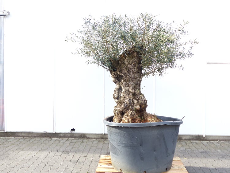 exakt dieser Baum Nr. 24L, 210 cm, Olivenbaum, Bonsai, knorrige alte urige Olive winterhart