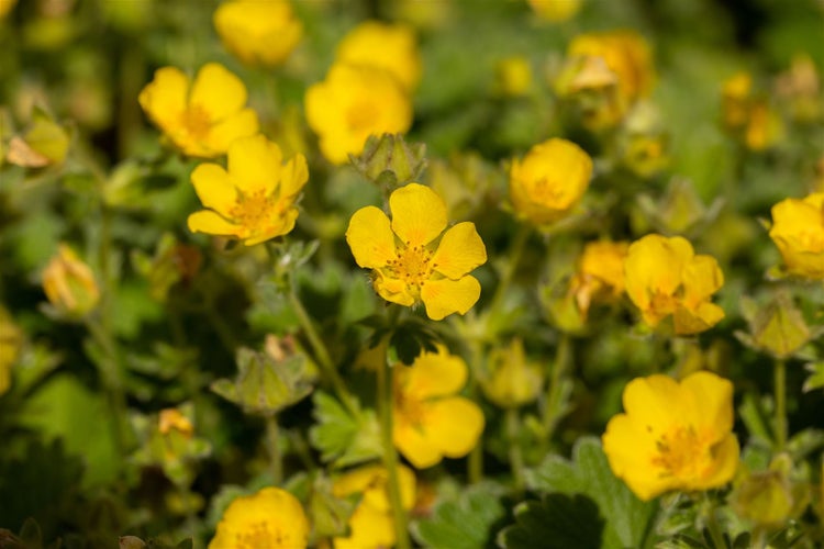 Gelbe Fingerkrautblüten im Gartenbeet.